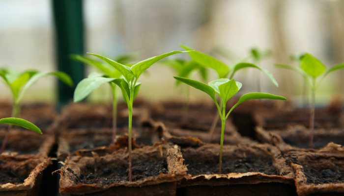Jardinagem Urbana: Dicas para Plantar em Espaços Pequenos