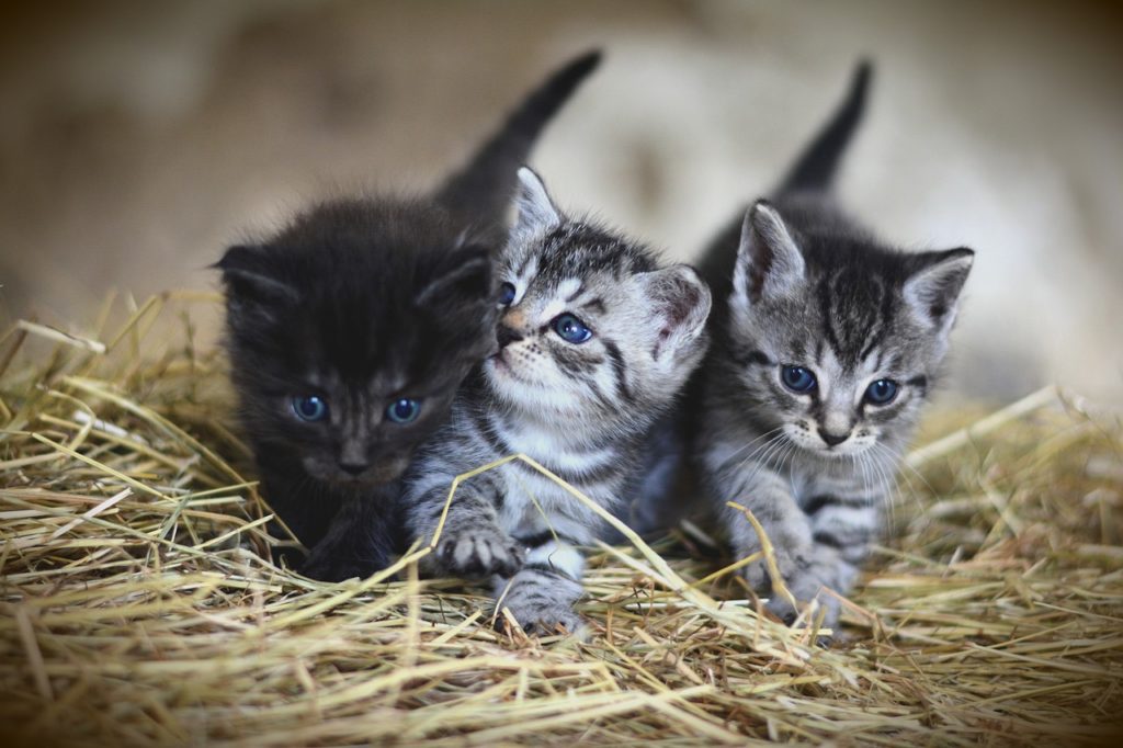 Os Encantadores Gatos: Companheiros Fiéis e Fascinantes